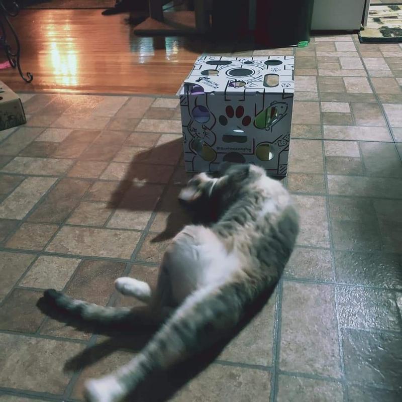 The Ultimate Treat-hunt – Cat Amazing MEGA Interactive Puzzle Feeder Cat  Toy 