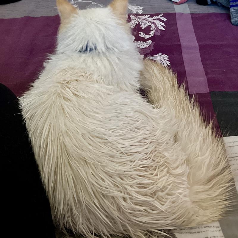 He looked wet after it dried, and it was so sticky!
