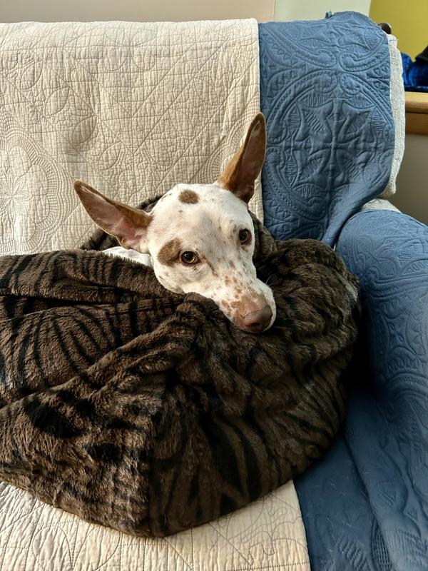 Thank you Chewy (and Momma).