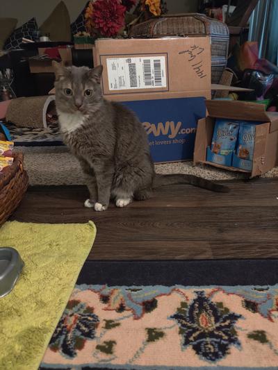 9 Lives Ocean Medley Flavor Soft Cat Treats, 2.1-oz, case of 12