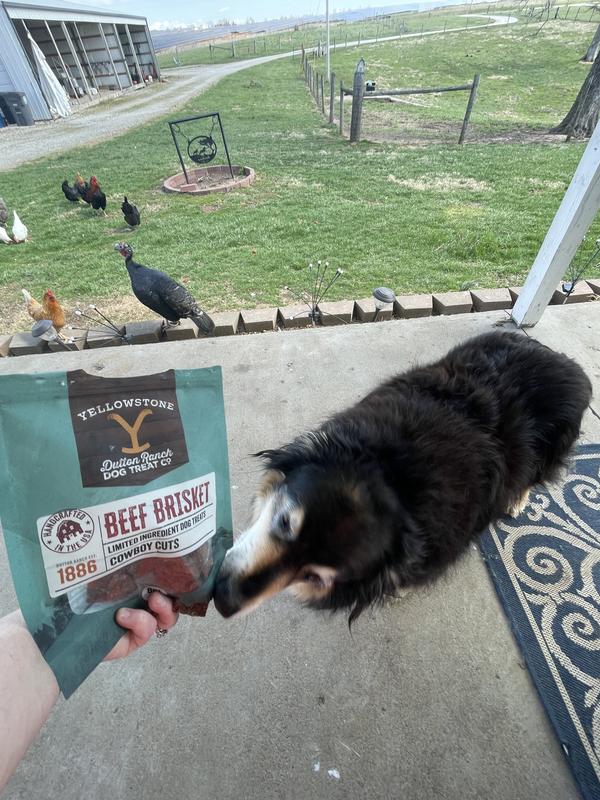 Gently getting her favorite treat.