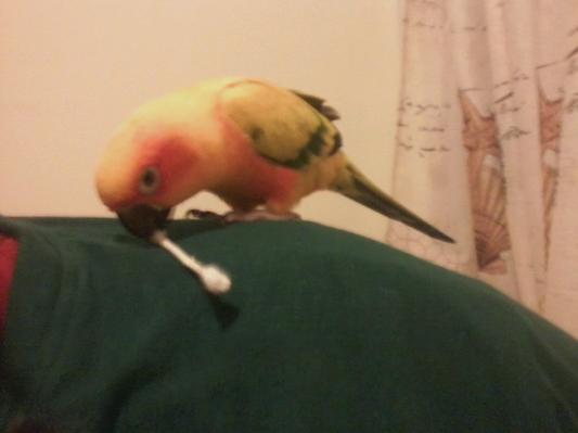 This is Jay Bird my female Sun Conure