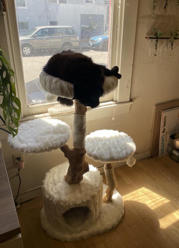 FRISCO Natural Wood Modern Cat Tree with Toy, Ivory, Large