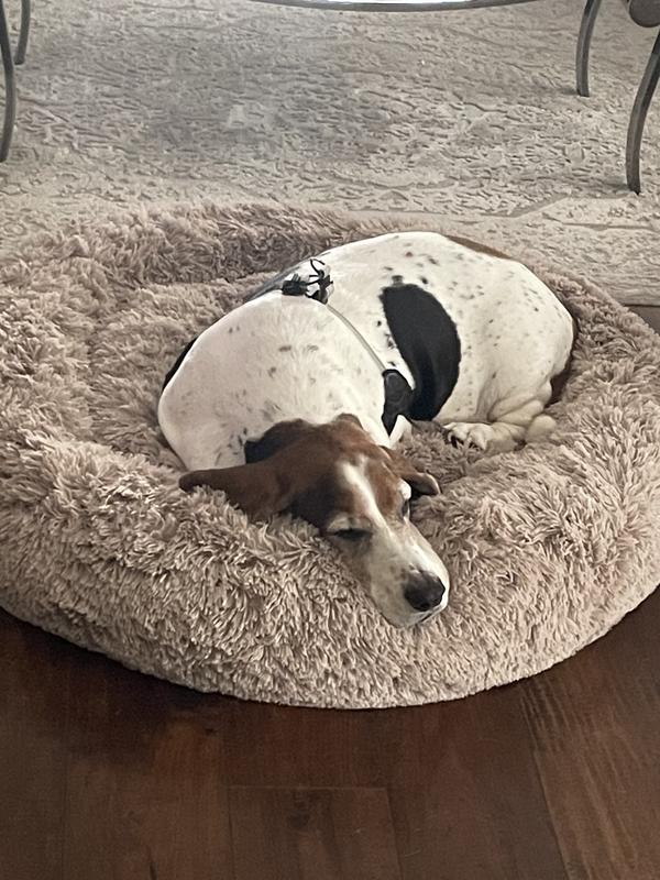 Paws donut sac dog bed sale