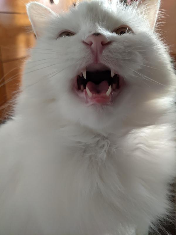 She loves showing off her teefies