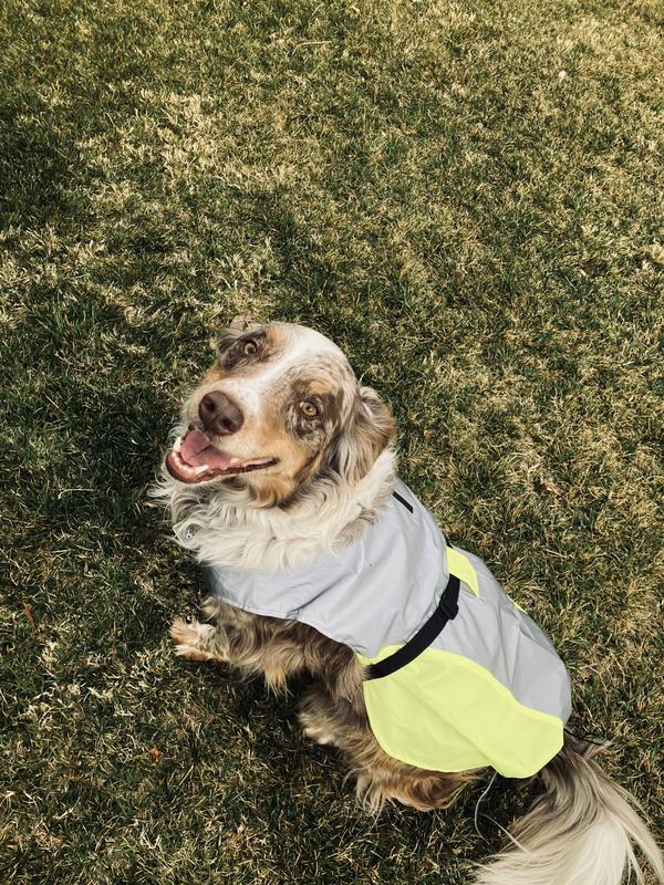 Large dog reflective vest fits good