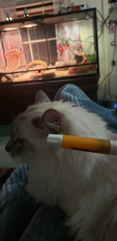 Waiting for his meds.