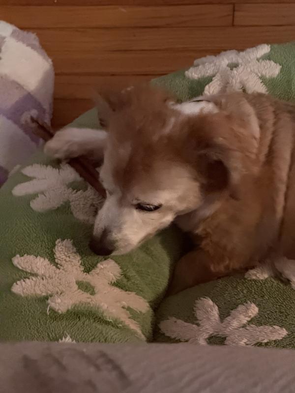 Old man Milo thaddeus Jones loving his bully stick