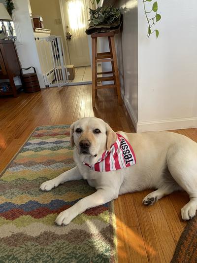 Ready for Christmas.