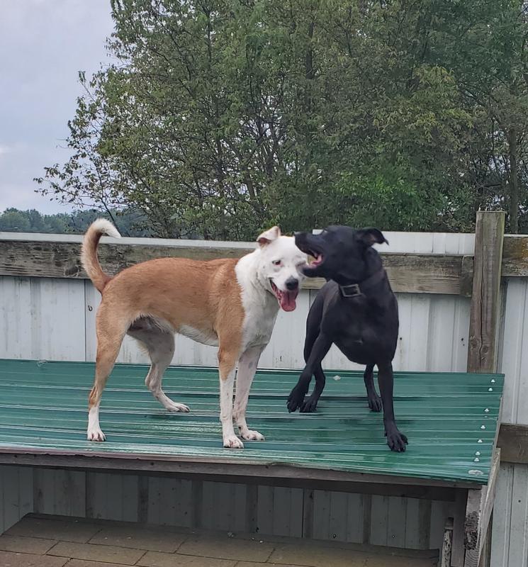 This is Sage  one of my power chewers  with her partner in crime