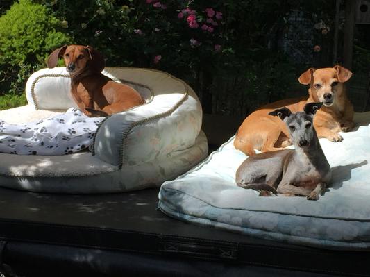 Cooper, Woody & Baby