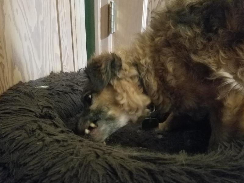 Gustav eagerly consuming his long awaited treat.  Look at those big eyes!