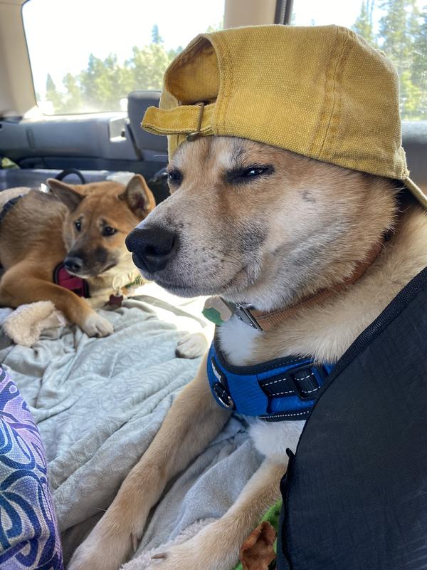Ready for their road trip!