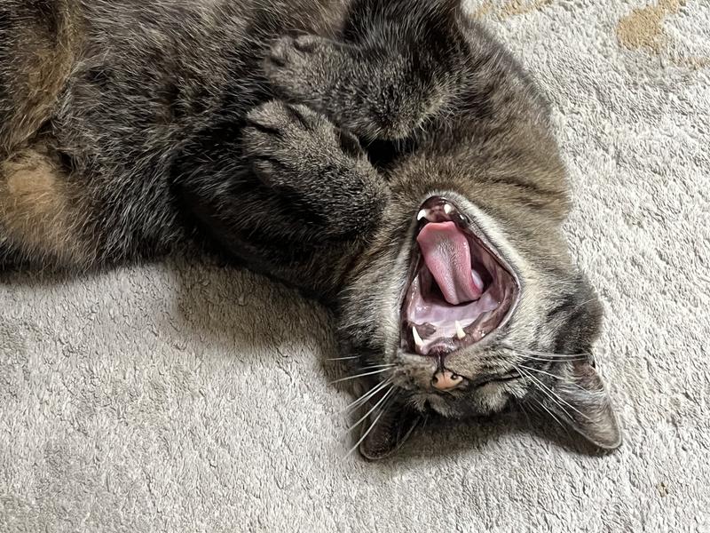 Not AGAIN, mum!