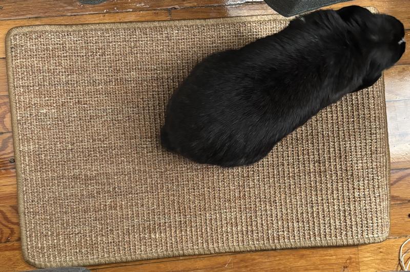 Fits 2 Dutch bunnies. Tugging as intended