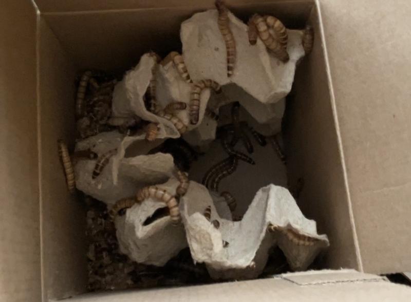 mealworms
