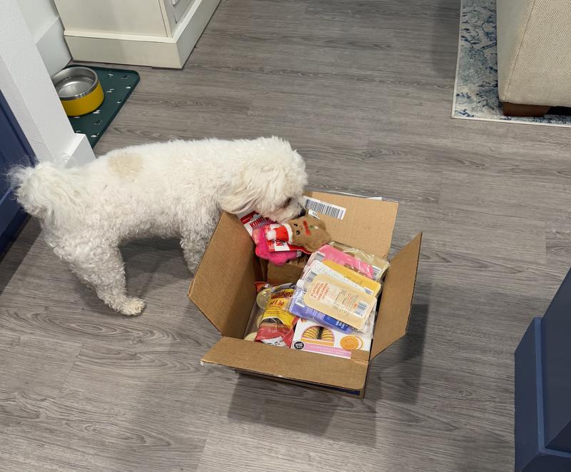 BoBo loves online shopping with Chewy