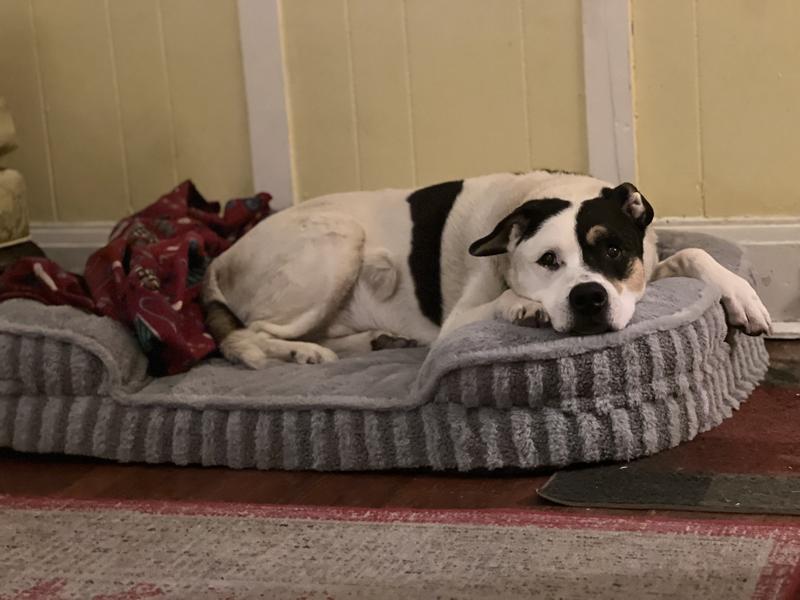 big dog laying on bed