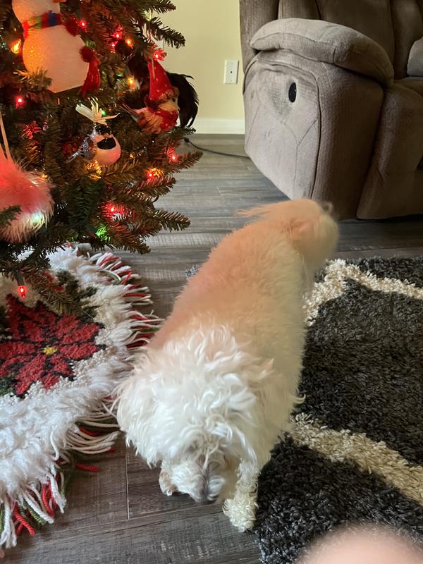 Boo getting his tubby!