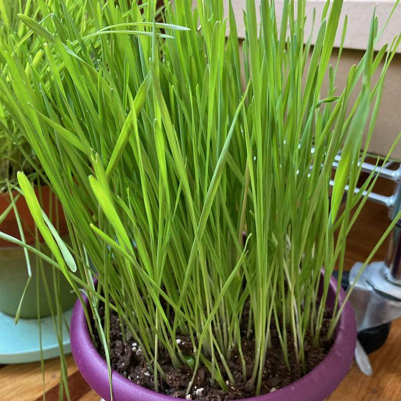 Lush and attractive cat grass