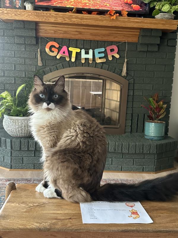 Big boy Gnocchi feeling much better!!