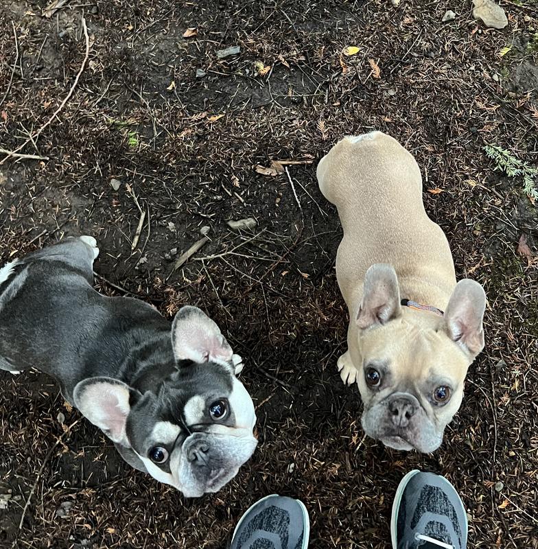 Cute pups (although this was before we fed this combo) they’re a little more filled out.