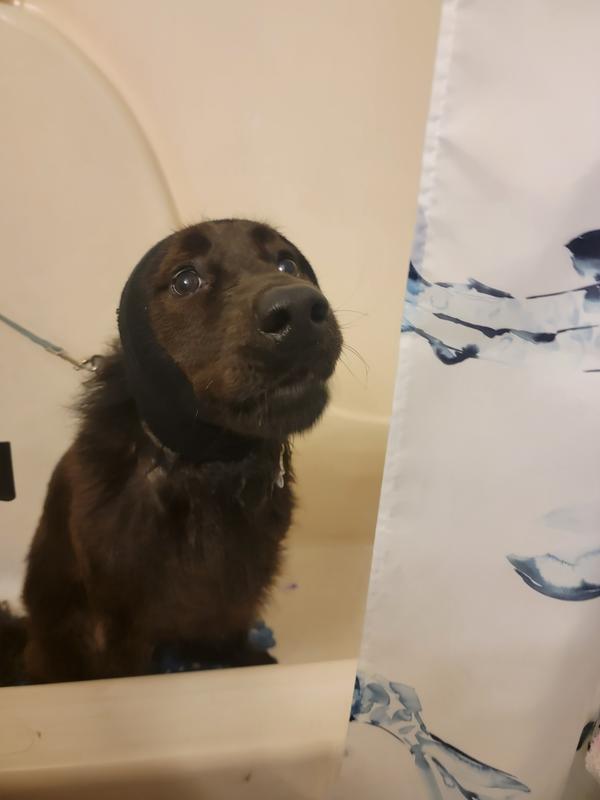Aherlow K getting his monthly bath
