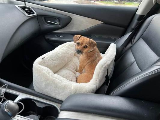 Dog Cat Beds, Car Seat, Toys - #1 Pet Store Nandog Pet Gear – Nandog Pet  Gear™