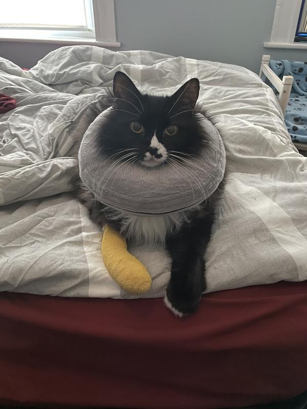 Brave boy with his neck pillow and cast