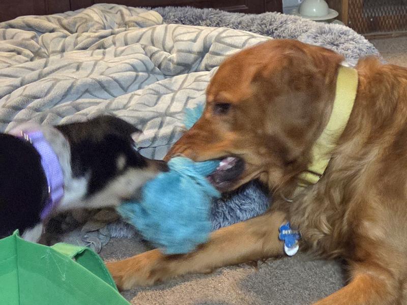 stands up to the continued play