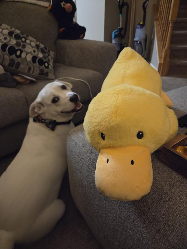 Cute big duck