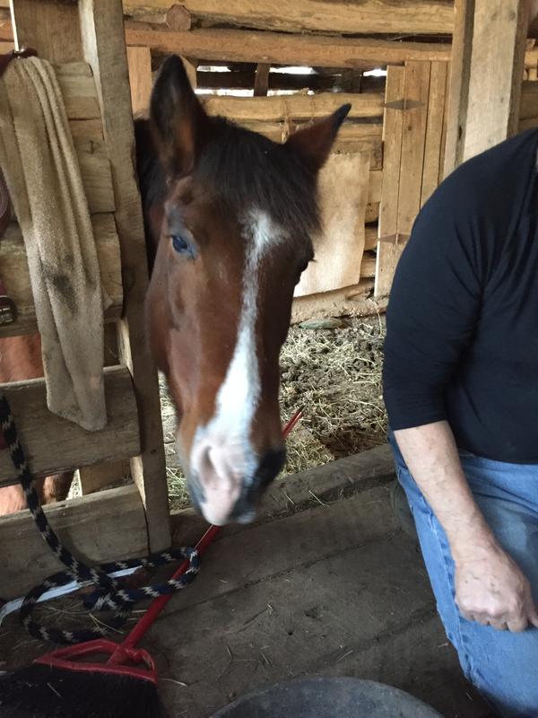 Waiting to get his grain and supplements from chewys