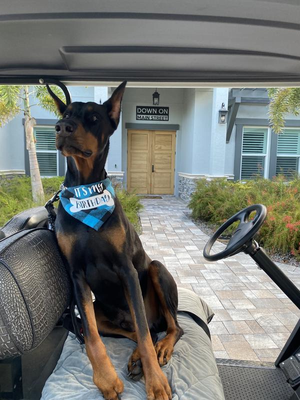 Seger loved it for his Birthday present.