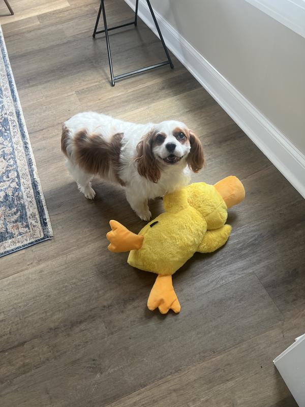 Out of Stock - FRISCO Duck Plush Squeaky Dog Toy, Small/Medium - Chewy.com