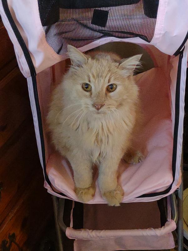My sweet Junior ready for a stroller ride.