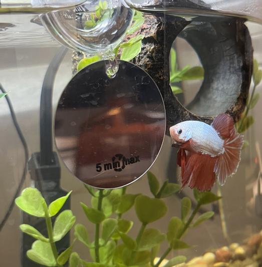TK the Dragonscale Betta takes on the mysterious mirror fish!