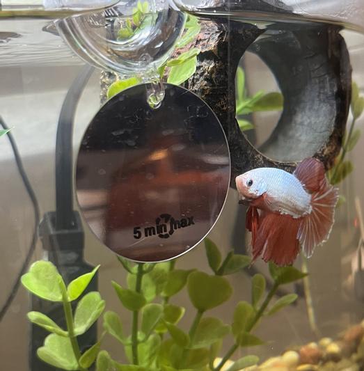 ZOO MED Floating Betta Exercise Mirror