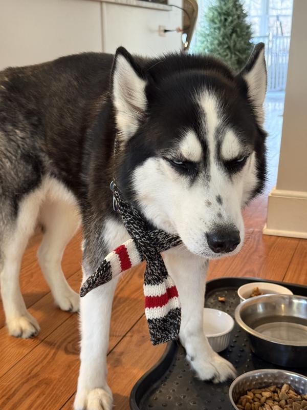 Not recommended for huskies though 😂