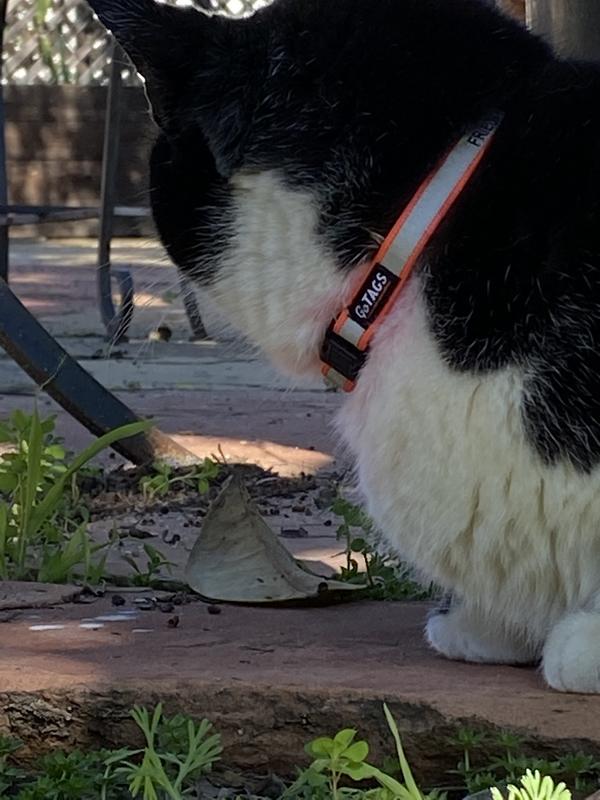 Breakaway Cat Collars  Safe Cat Collars with Bell – GoTags