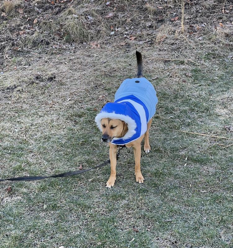 FRISCO Heavyweight Chevron Insulated Dog & Cat Parka with Pocket, Blue