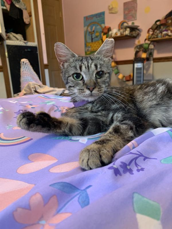 Our happy IBD/poultry allergy cat