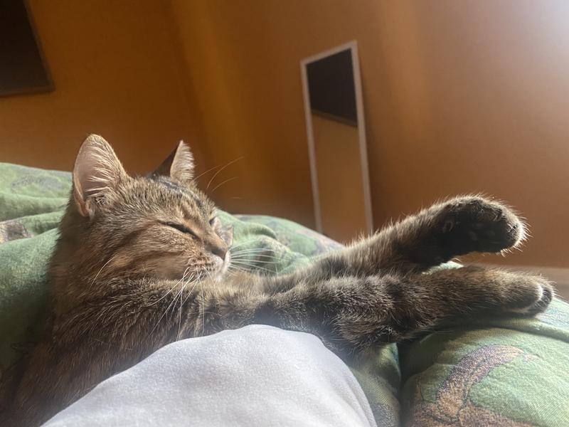Happy cat