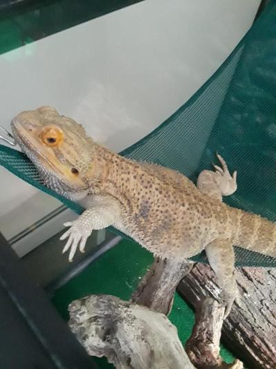 My happy, lazy Reptar (with a full belly) thanks to Chewy!!