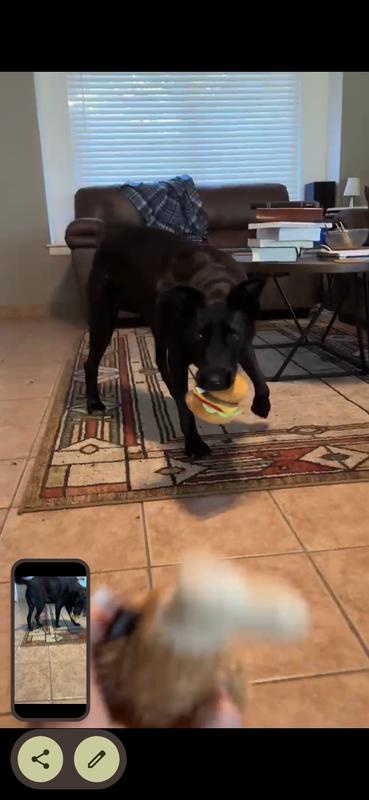 Maisy in Texas loved it!