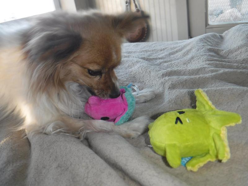 Mattie squeaking the pink toy