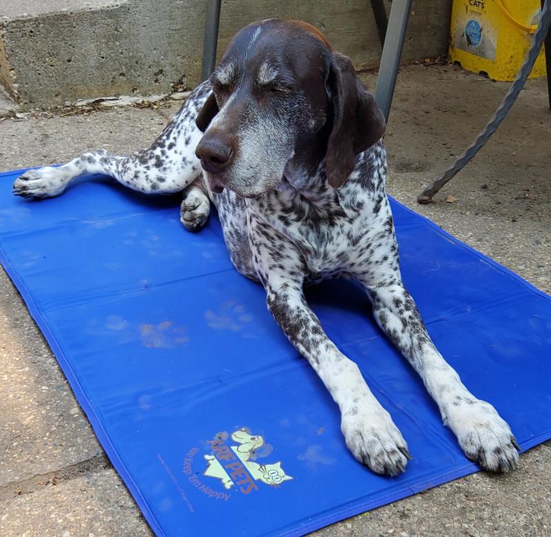 Pet Dog Self Cooling Mat Pad for Kennels Crates and Beds- ARF Pets