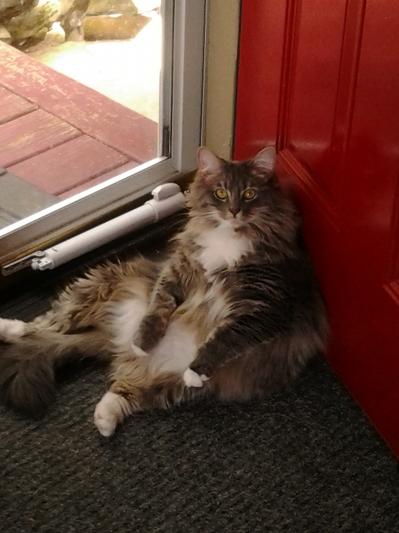 Miss Purr-Cilla...looking svelt!