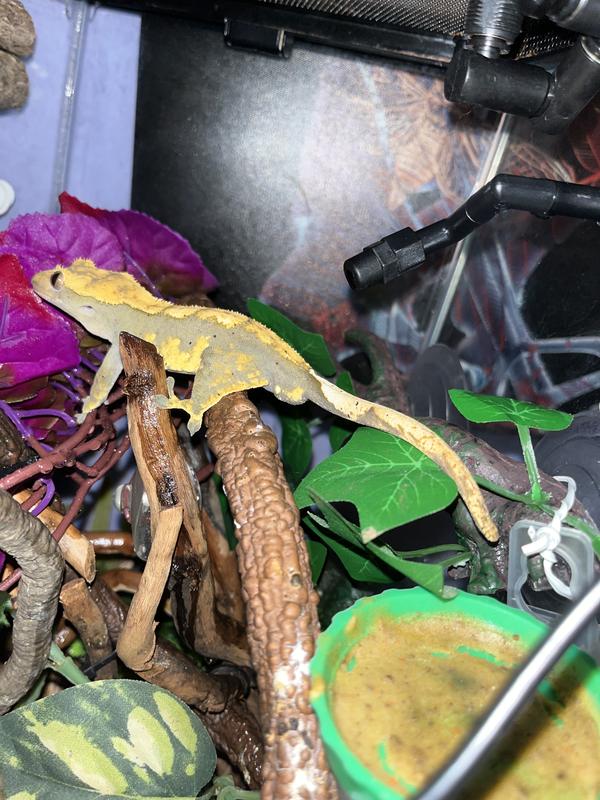 Slinky hanging out by the spray nozzle.