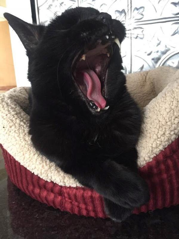 This is Sean the Cat.  He was the first cat we bought these beds for.