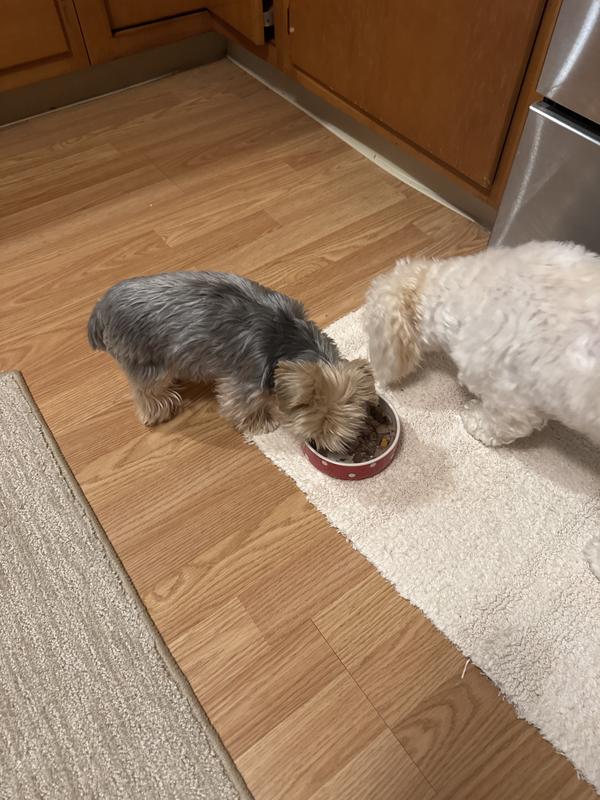 Stella eats faster than Chloe, so she waits to see if Chloe finishes all of her food so she can run in and eat any leftovers. Lol!